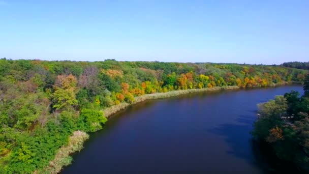 Aerial view of the river in autumn forest — Stock Video