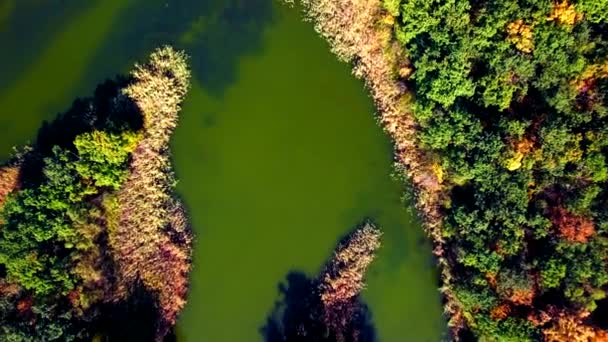 Vue aérienne de la rivière dans la forêt d'automne 