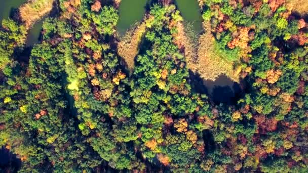 Vista aérea del río en bosque otoñal — Vídeos de Stock