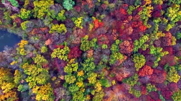 Luchtfoto van de rivier in herfst bos — Stockvideo