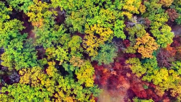 Вид с воздуха на красочный осенний лес — стоковое видео