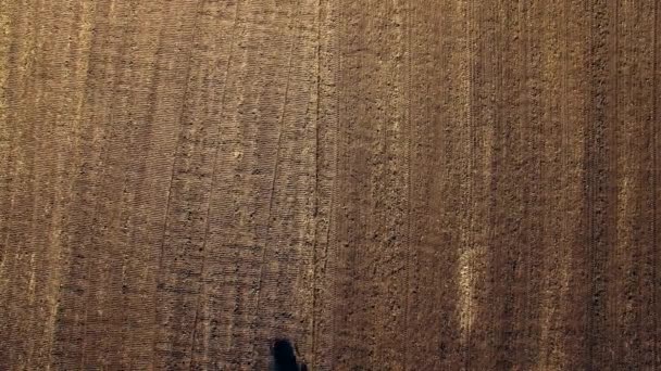Αεροφωτογραφία του σίτου σποράς του ελκυστήρα — Αρχείο Βίντεο
