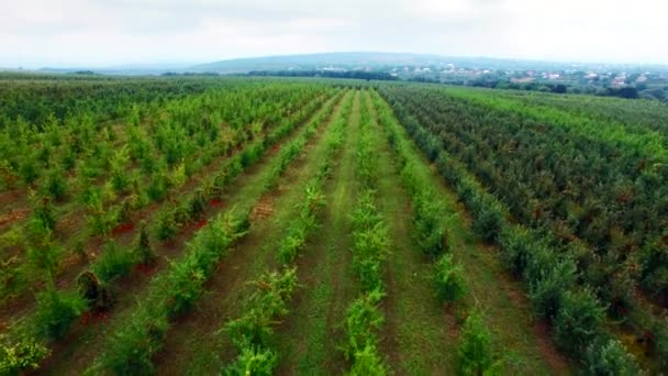 Pemandangan udara dari kebun pohon apel — Stok Video