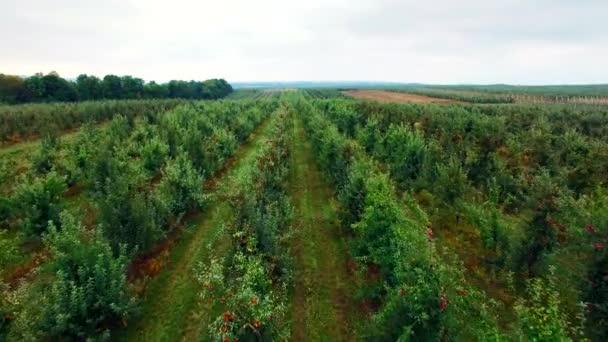 Aerial view of the apple trees garden — Stock Video
