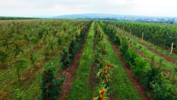 Vista aérea del jardín de manzanos — Vídeo de stock