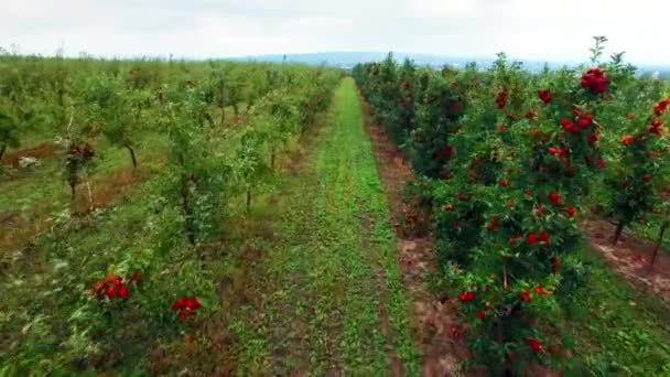Vista aérea del jardín de manzanos — Vídeo de stock