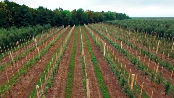 Vista aérea del jardín de manzanos — Vídeo de stock