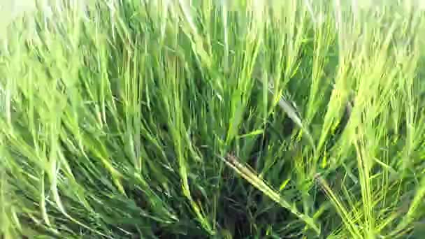 Olas de campo de trigo verde movidas por viento de verano — Vídeo de stock