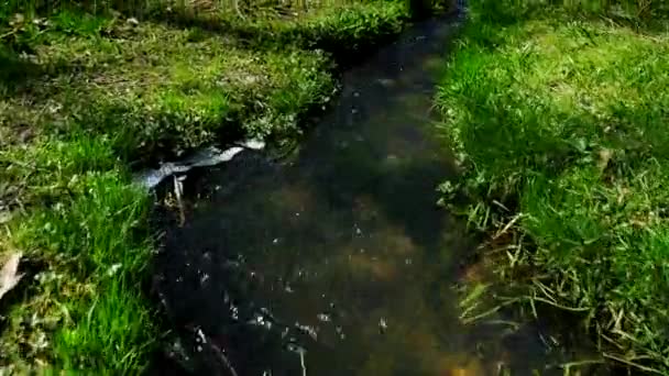 Stedycam 拍摄的绿色帐篷附近森林溪流 — 图库视频影像