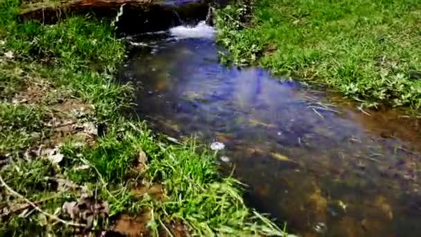 Stedycam walk over stream of pure fresh water — Stock Video