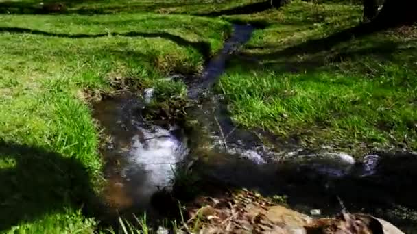 Stedycam spacer nad strumieniem czystej wody słodkiej — Wideo stockowe