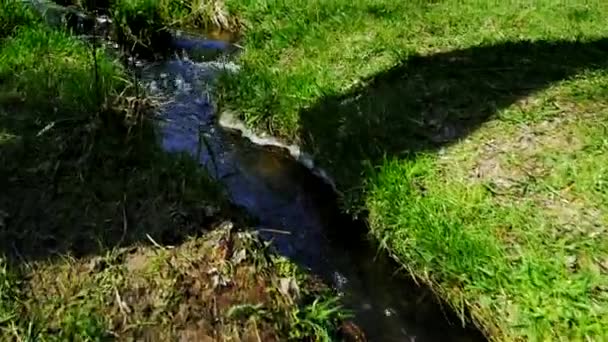 Stedycam výstřel ze zeleného stanu poblíž lesa stream — Stock video