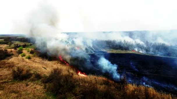 Aerial view of dry grass burning in steppe — Stock Video