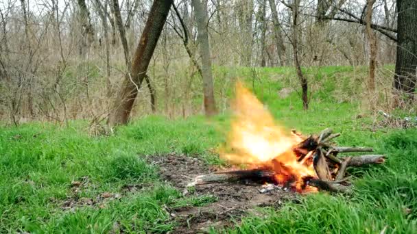 Lägerelden med vit rök i skogen — Stockvideo