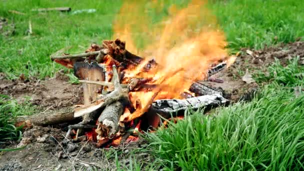 Вогнище з білим димом у лісі — стокове відео