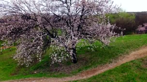 스탠드 혼자 blumming 벚꽃 나무의 항공 보기 — 비디오