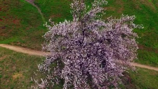 Aerial view of stand alone blumming cherry tree — Stock Video