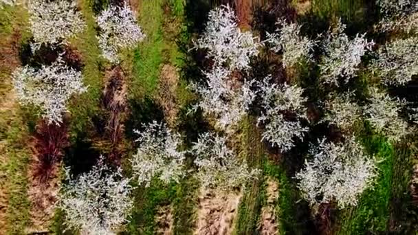 Вид с воздуха на красивый цветущий яблоневый сад — стоковое видео