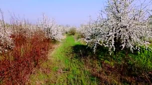 Vista aérea do belo jardim de macieira florescente — Vídeo de Stock