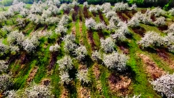 Luchtfoto van mooie bloeiende appelboom tuin — Stockvideo