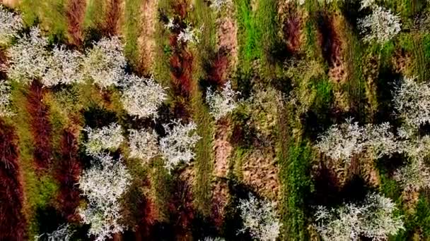 Vista aérea del hermoso jardín de manzanos en flor — Vídeos de Stock