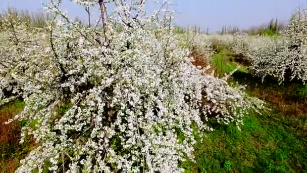 Luchtfoto van mooie bloeiende appelboom tuin — Stockvideo