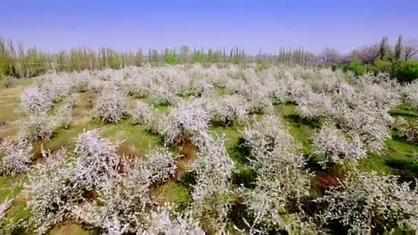 Aerial view of beautiful blossoming apple-tree garden — Stock Video