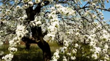 Güzel çiçek açması elma ağacı Bahçe kadeh Stedycam