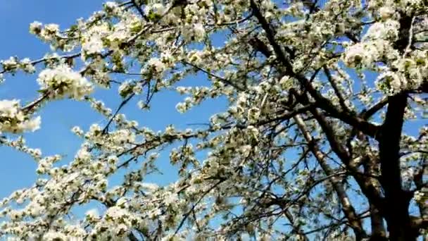 Stedycam shot of beautiful blossoming apple-tree garden — Stock Video