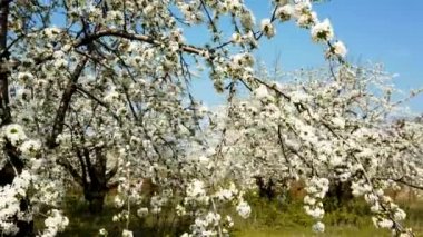 Güzel çiçek açması elma ağacı Bahçe kadeh Stedycam