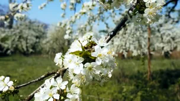 Stedycam shot of beautiful blossoming apple-tree garden — Stock Video