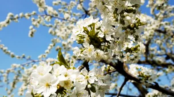 Stedycam strzał piękna kwitnąca jabłoń ogród — Wideo stockowe
