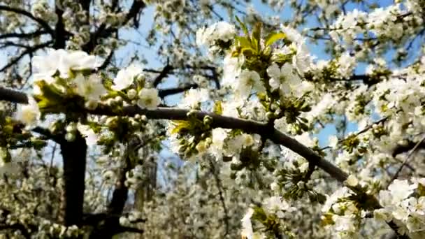 Stedycam shot szép virágzó almafa kert — Stock videók