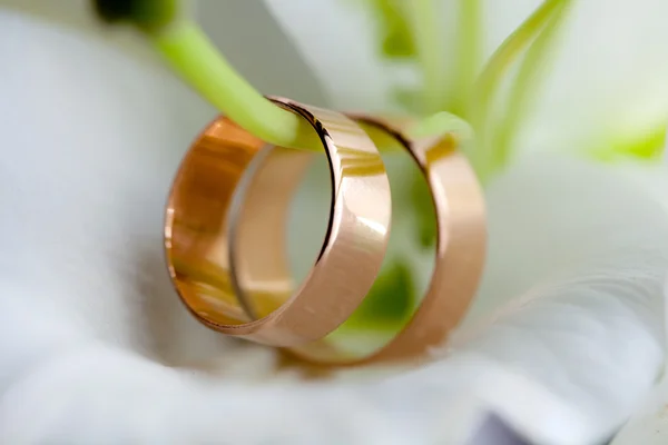 Wedding rings — Stock Photo, Image