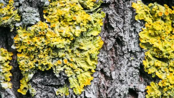 Fourmis courant le long de l'écorce des arbres — Video