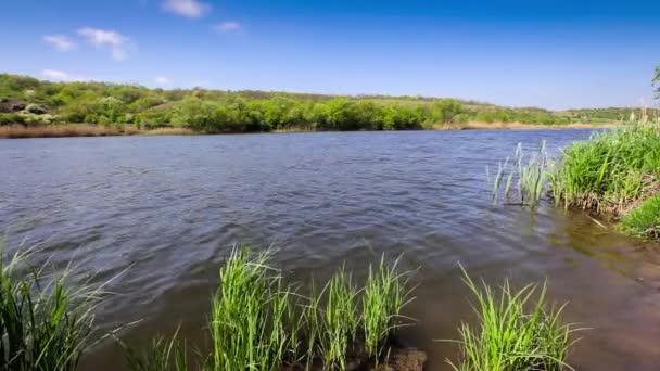 Árboles y pasto creciendo en un lago — Vídeos de Stock