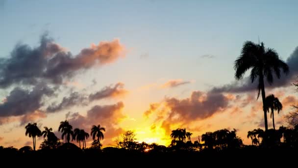 Amazing cloudy sunset time lapse with silhouettes of palm trees in the background — Stock Video