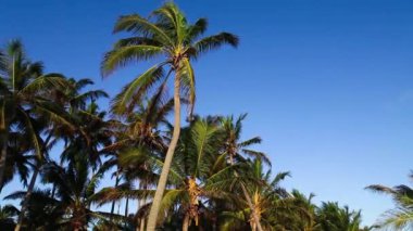 Palm Tree tops ve mavi gökyüzü.