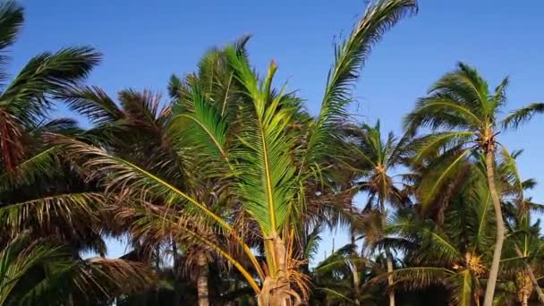 Palm boom tops en blauwe hemel. — Stockvideo