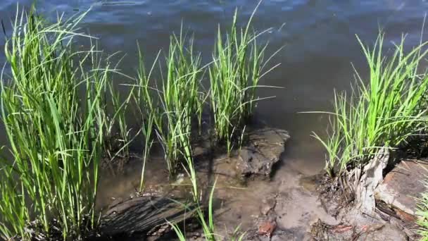 Выращивание травы на озере — стоковое видео