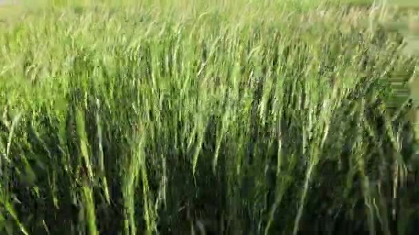 Ondas de campo de trigo verde movidas pelo vento de verão — Vídeo de Stock