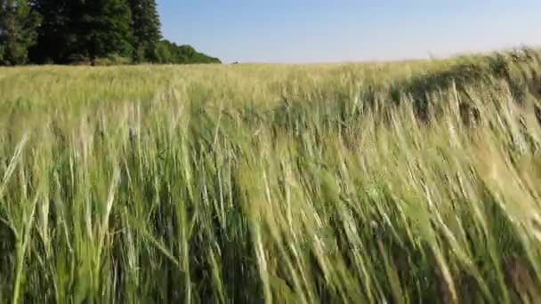 Zelený pšeničné pole vlny dojat letní vítr — Stock video