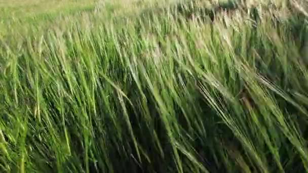Vagues de champ de blé vert mû par le vent d'été 