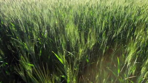 Grüne Weizenfeldwellen, die vom Sommerwind bewegt werden — Stockvideo