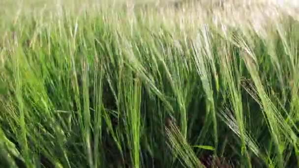 Vagues de champ de blé vert mû par le vent d'été 