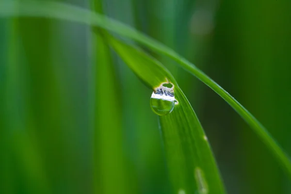 Gotas de agua en la hierba — Foto de Stock