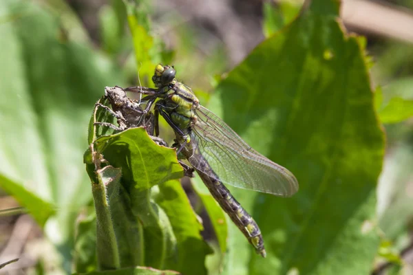 Geburt der Drachenfliege — Stockfoto