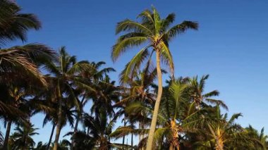 Palm Tree tops ve mavi gökyüzü