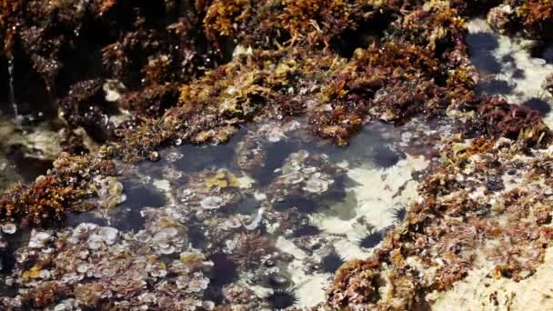 Les vagues océaniques se brisent sur le rivage du récif — Video