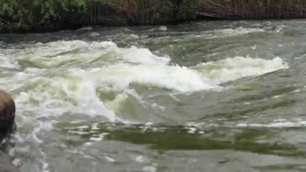 Video of the powerful and rapid mountain river — Stock Video